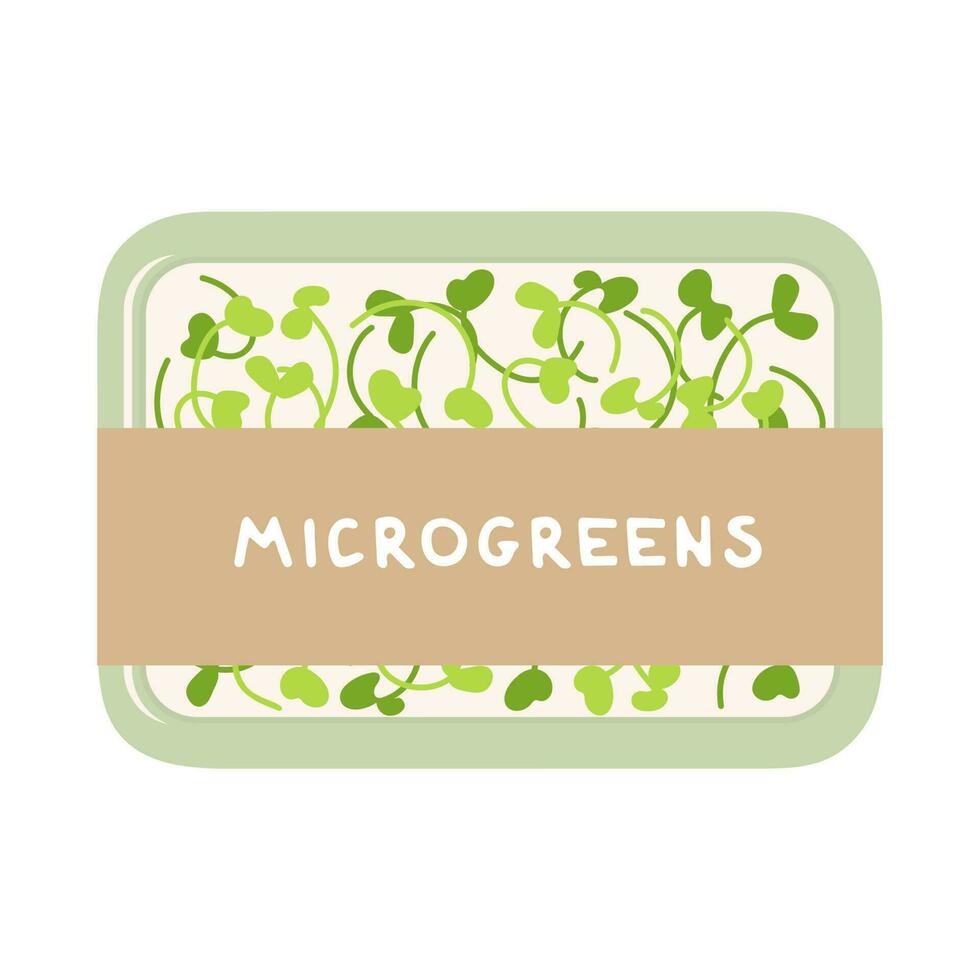 Organic micro green superfoods arugula packed in a container for sale on the market. Young sprouts. Healthy, vegetarian food. Raw sprouts, microgreens, healthy eating concept. Vector illustration