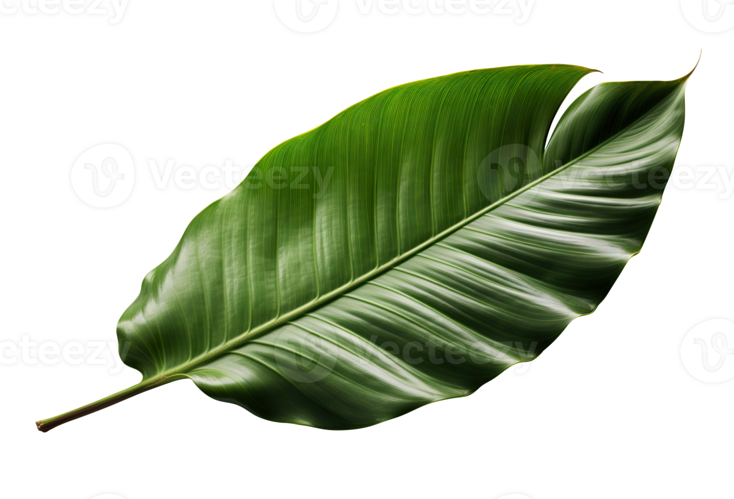 Beautiful and photorealistic leaf on transparent background. Close-up view. Part of plant. Cut out graphic design element as . . png