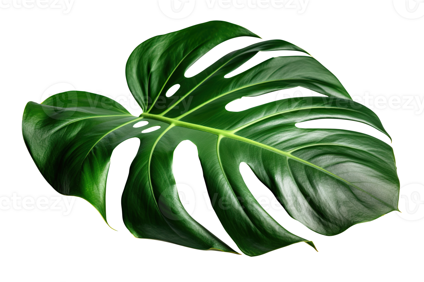 mooi en fotorealistisch monstera blad Aan transparant achtergrond, net zo png. detailopname visie. exotisch fabriek. besnoeiing uit grafisch ontwerp element. generatief ai. png