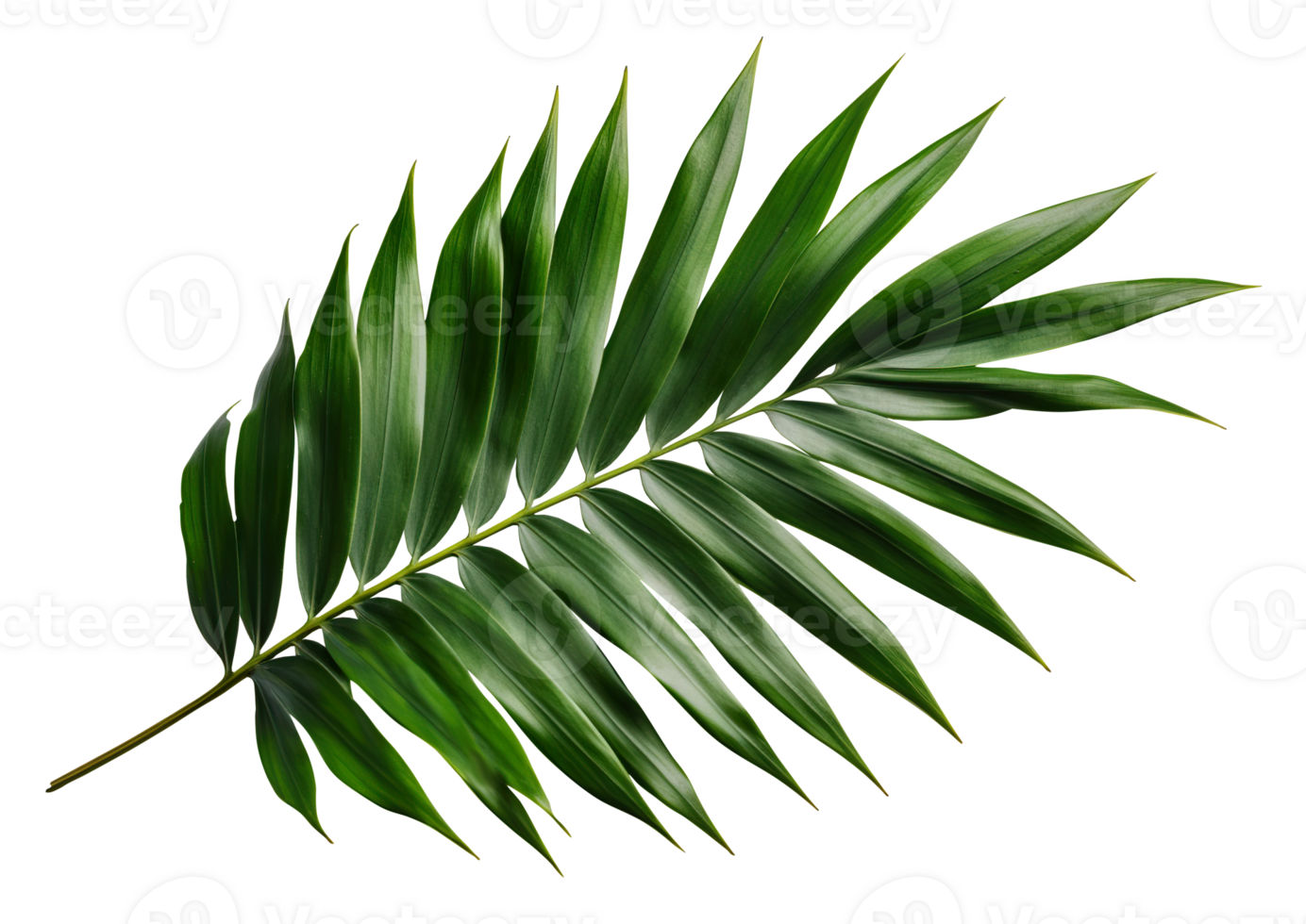 Beautiful and photorealistic palm leaf on transparent background. Close-up view. Part of plant. Cut out graphic design element as . . png