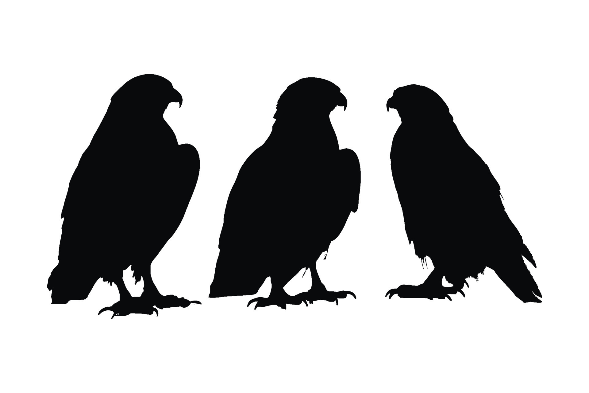Hawk standing in different positions, silhouette set vector. Adult hawk