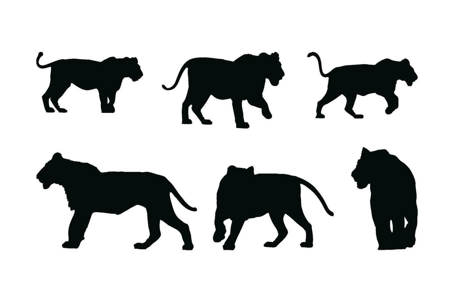 Lions standing and walking in different positions silhouette set vector. Carnivore animals like big cats and lions silhouette on a white background. Wild Lioness full body silhouette collection. vector