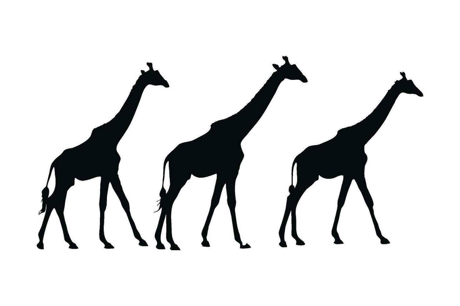 Wild giraffe silhouette set on a white background. Herbivorous wild giraffe silhouette bundle design. Camelopard standing and walking in different positions. Giraffe full body silhouette collection. vector