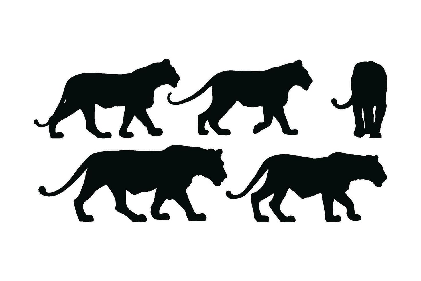 Lion walking in different positions, silhouette set vector. Adult lion silhouette collection on a white background. Carnivore animal like lion, tiger, and big cats full body silhouette bundle. vector