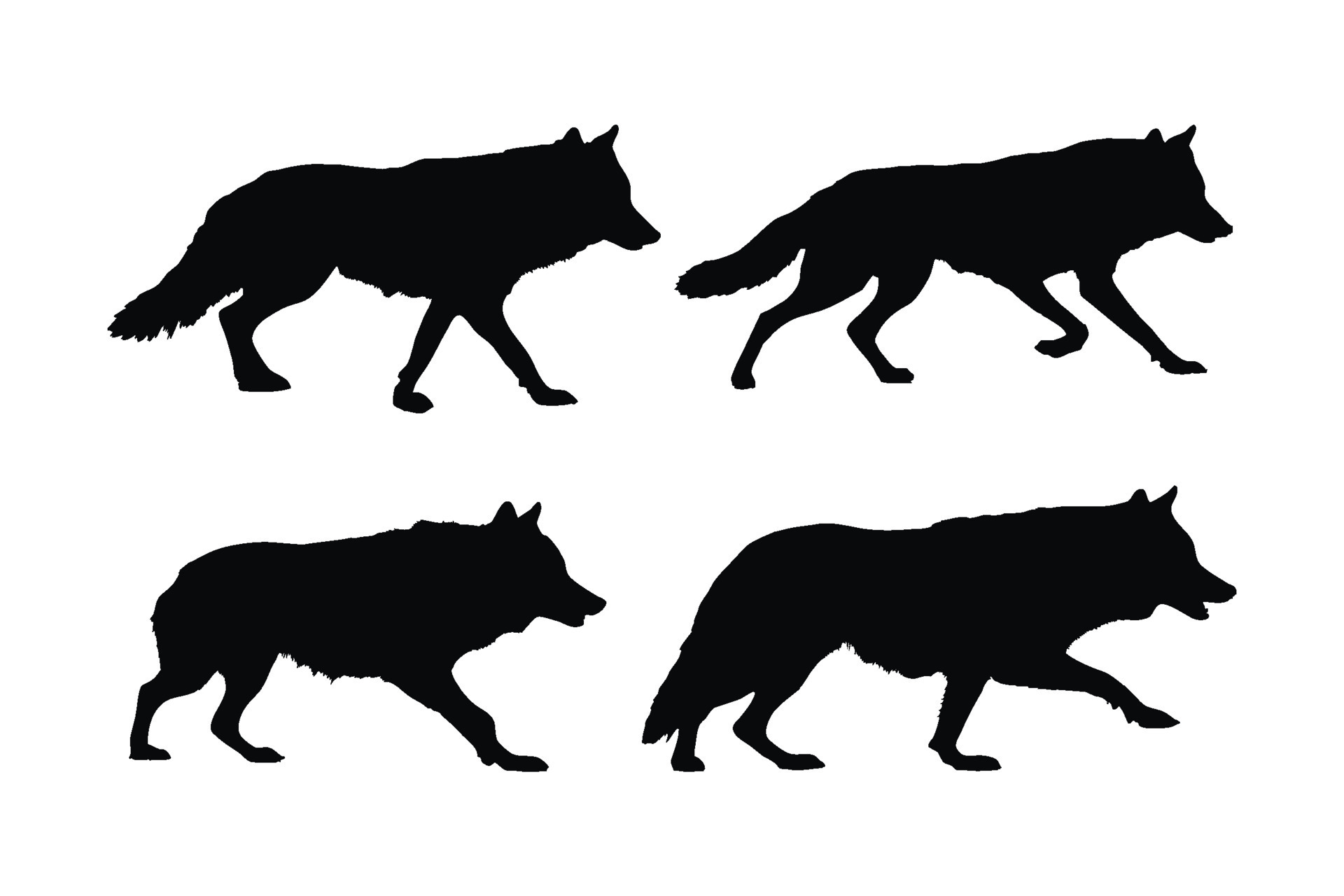 Wild wolf vector design on a white background. Wolves walking