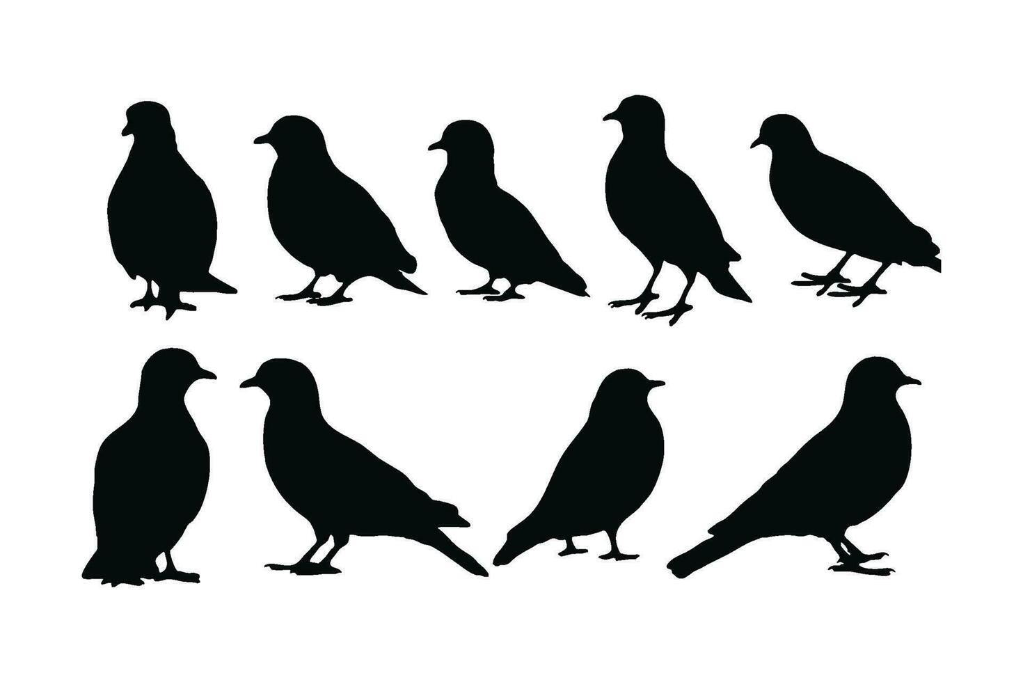 Pigeon silhouette vector collection on a white background. Beautiful Pigeon sitting peacefully silhouette set design. Bird standing and sitting. Fowl black and white silhouette vector bundle.