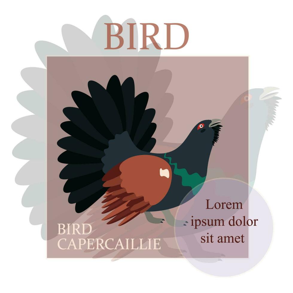 Poster, banner with capercaillie bird and text. Poster layout design. vector