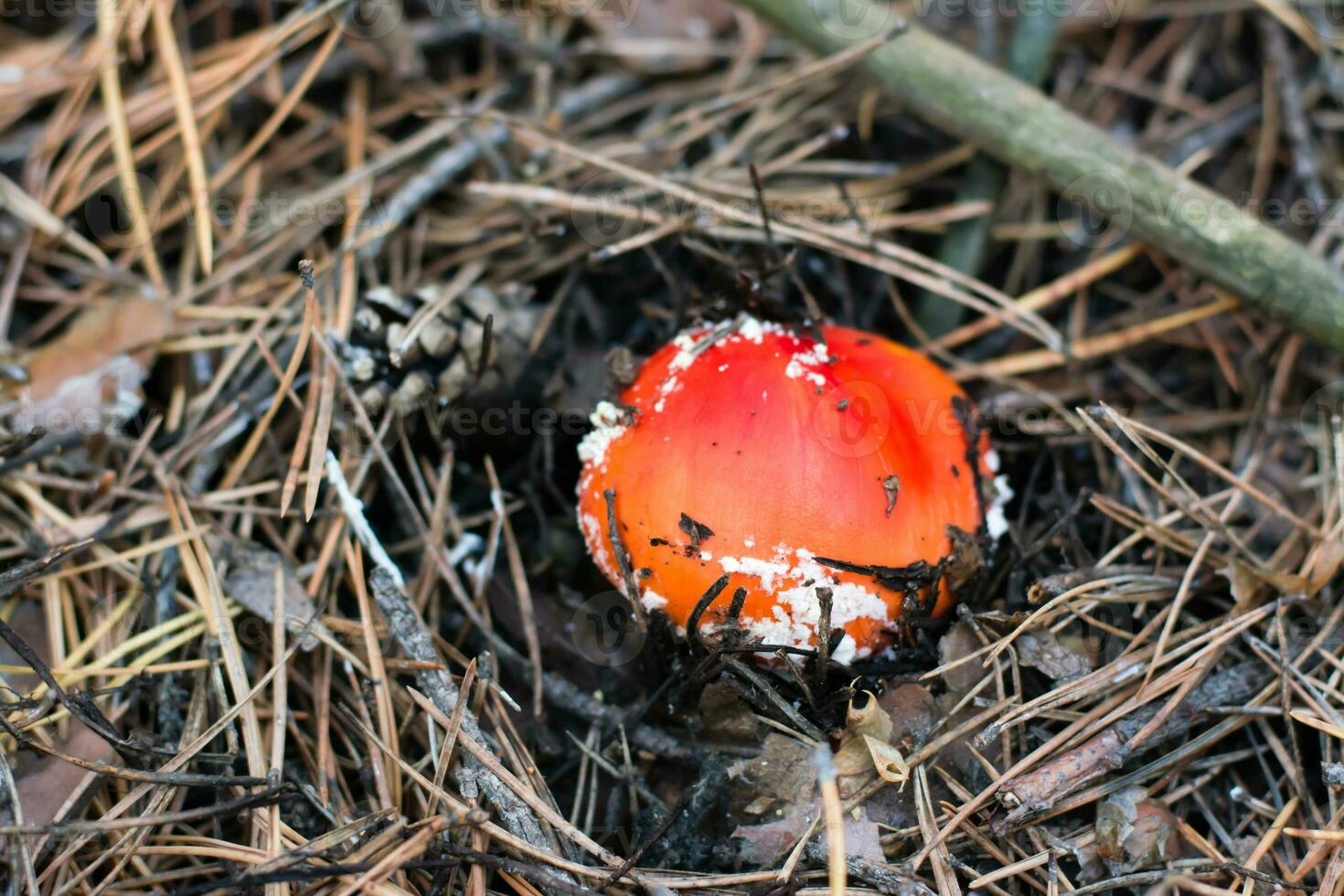 A small fly agaric with a red cap and white spots grows in a coniferous forest photo