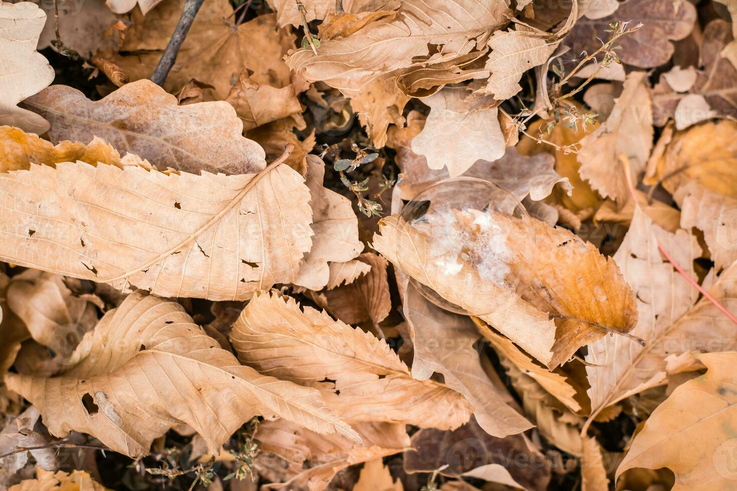 Soap bubble on withered brown autumn leaves in the forest on the ground. The concept of fragility and instability. Top view photo