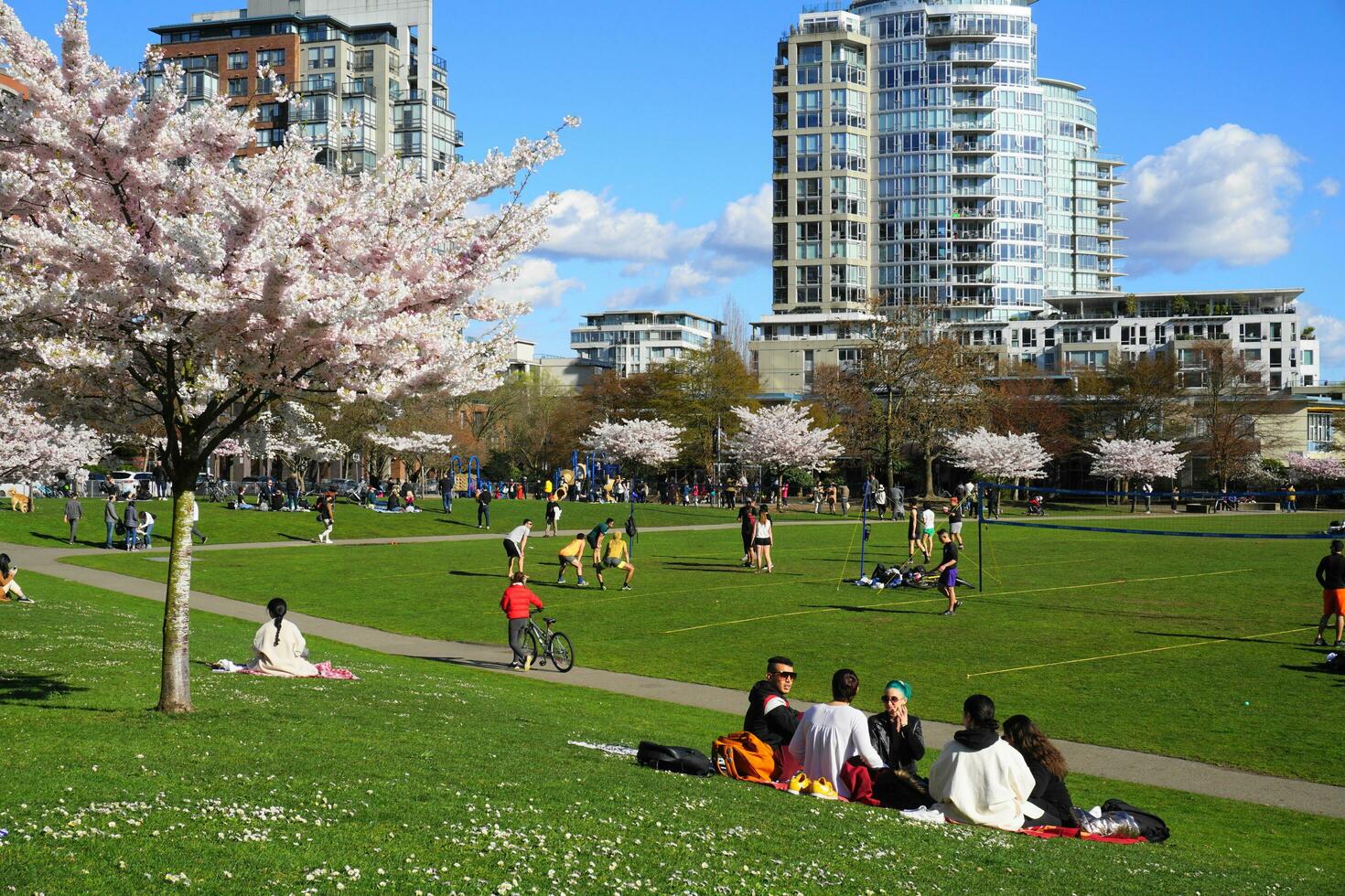 People enjoyng park on sunny day. Beautiful cherry blossom on background. Vancouver, BC, Canada. David Lam Park. April 04, 2021 photo