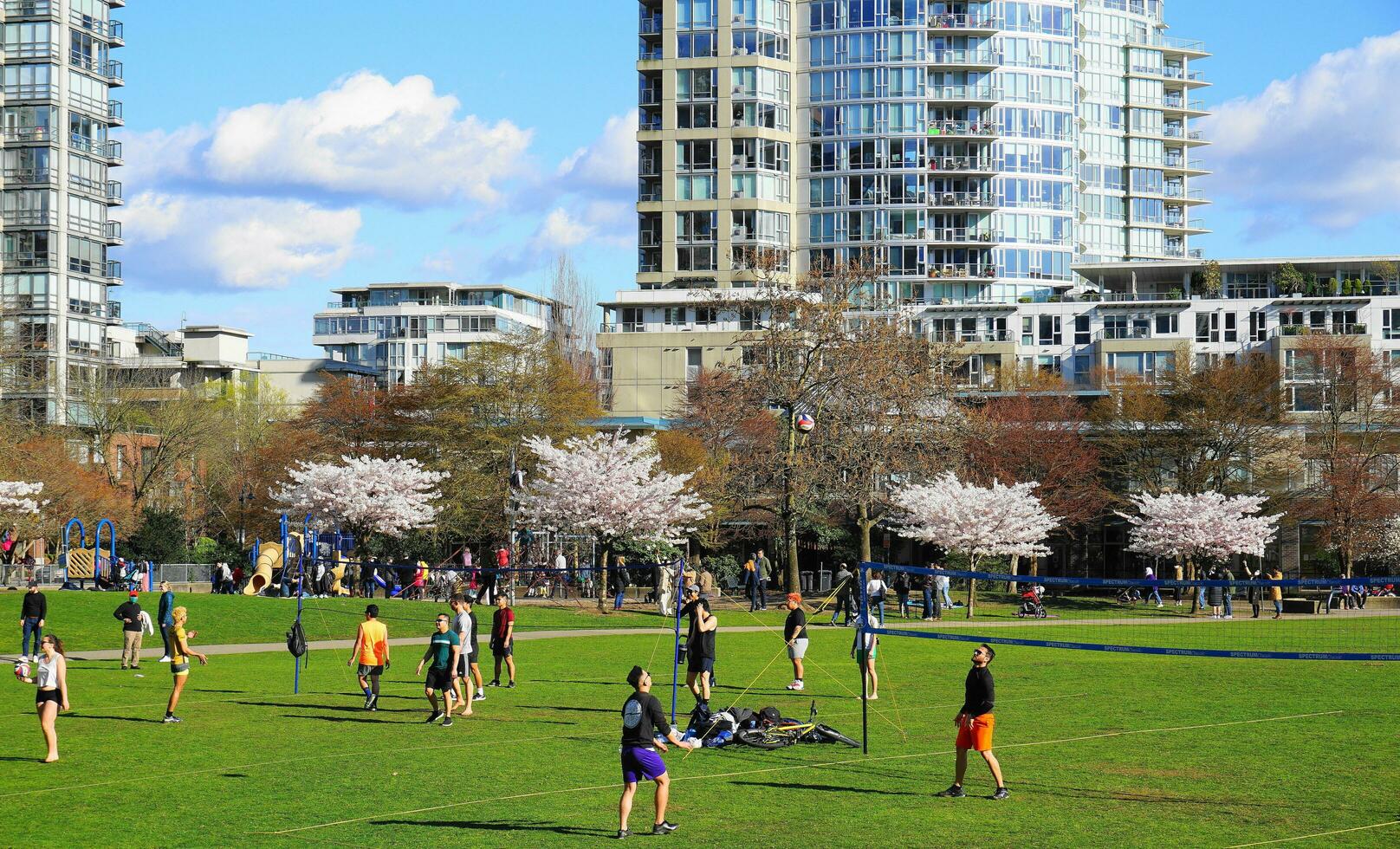 People enjoyng park on sunny day. Beautiful cherry blossom on background. Vancouver, BC, Canada. David Lam Park. April 04, 2021 photo