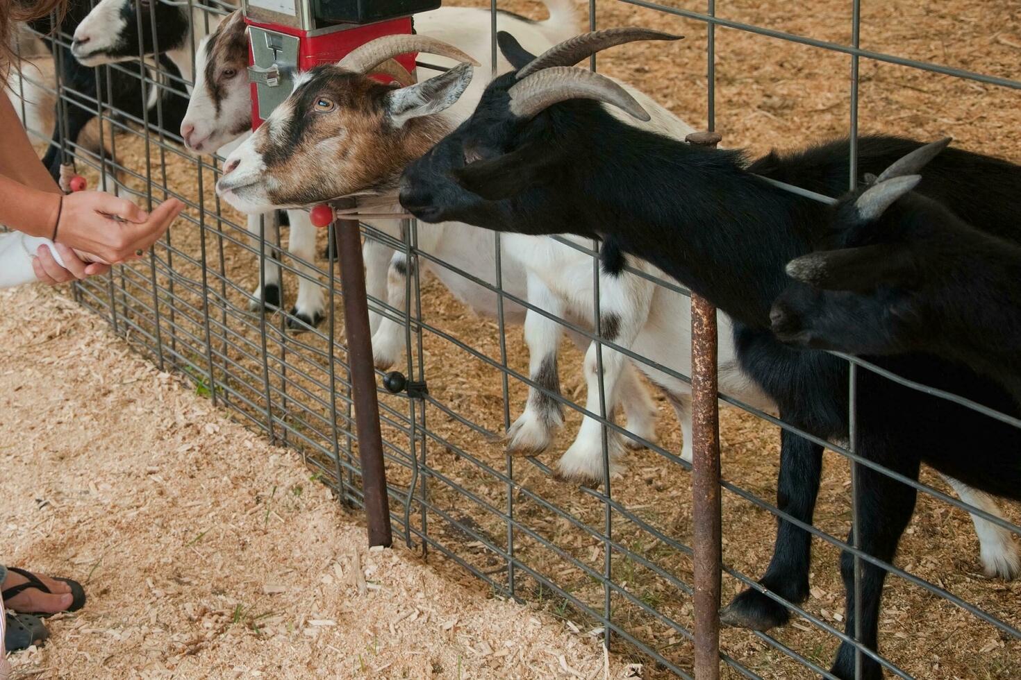 Unrecognizable people giving food to goats behind a fence photo