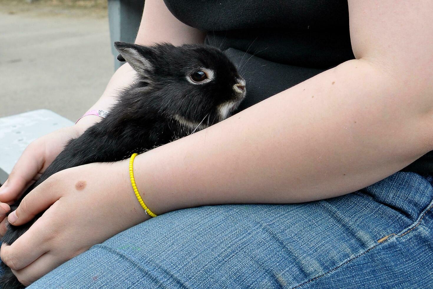 Unrecognizable woman holding a balck rabbit photo