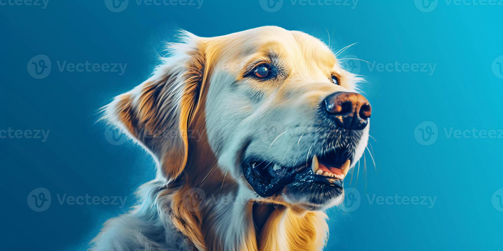 Happy golden retriever dog sitting on blue background photo