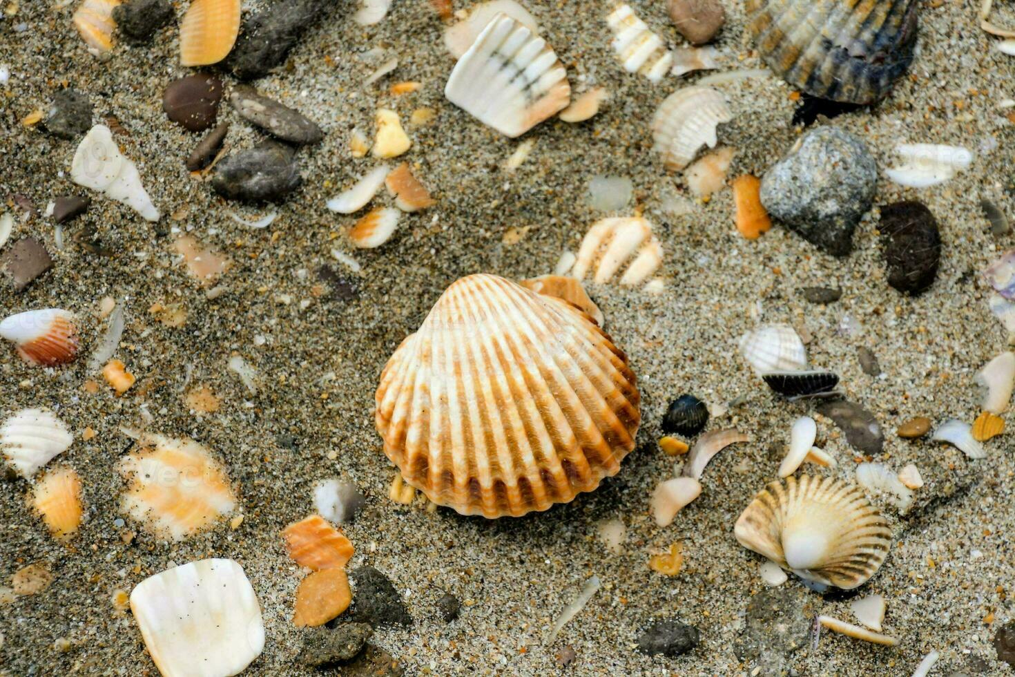 Sea shells close-up photo