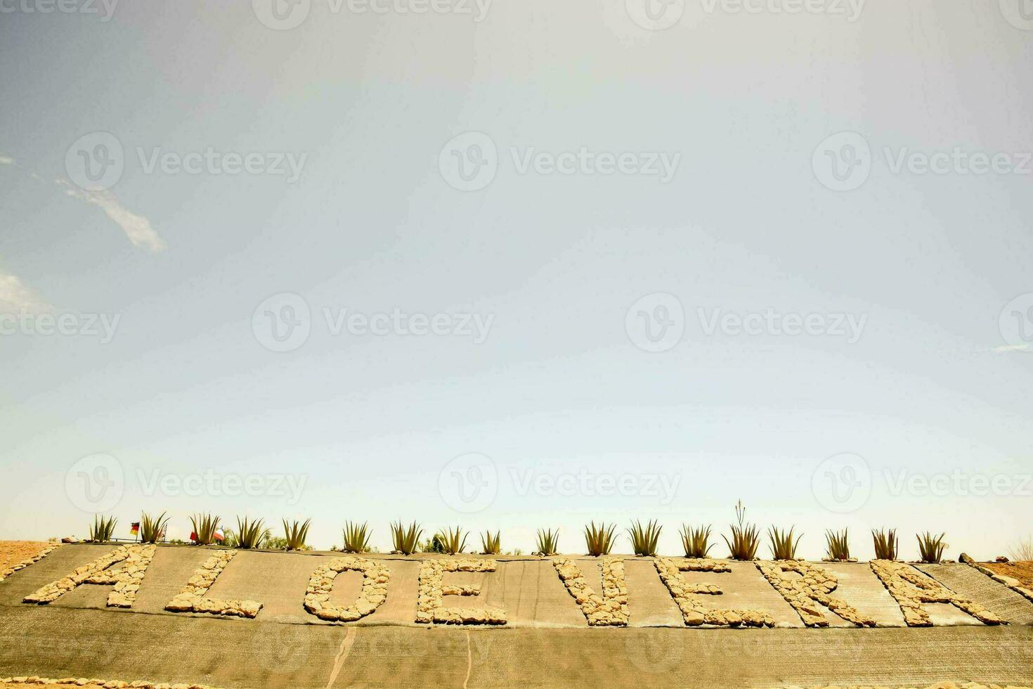 Aloe Vera plantation photo