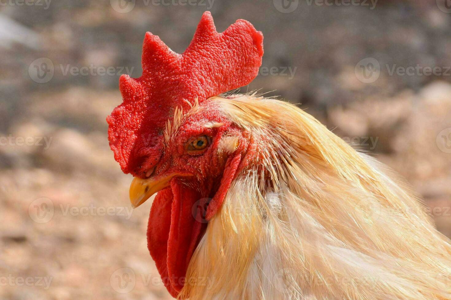 Rooster head close-up photo