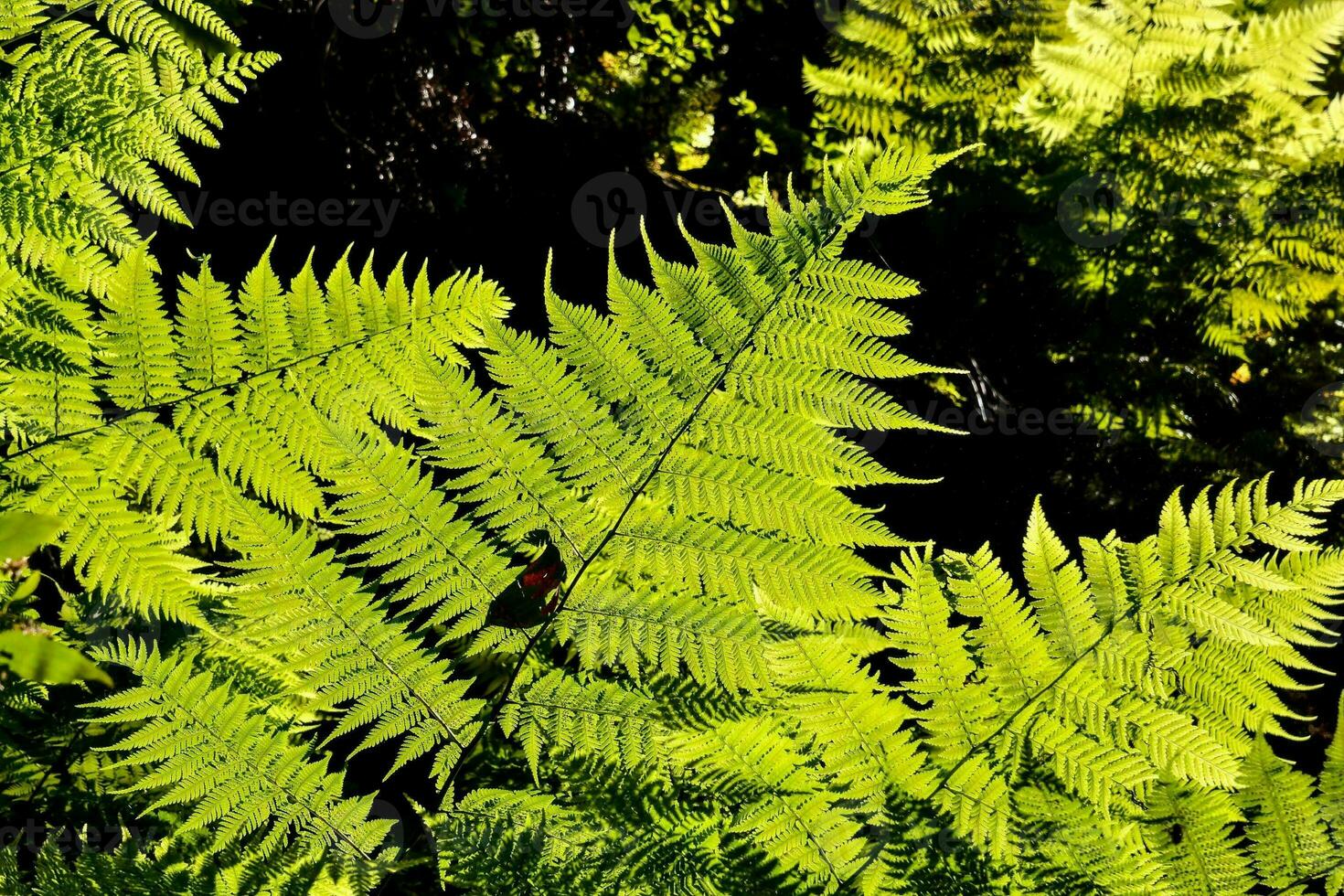 Green foliage close-up photo