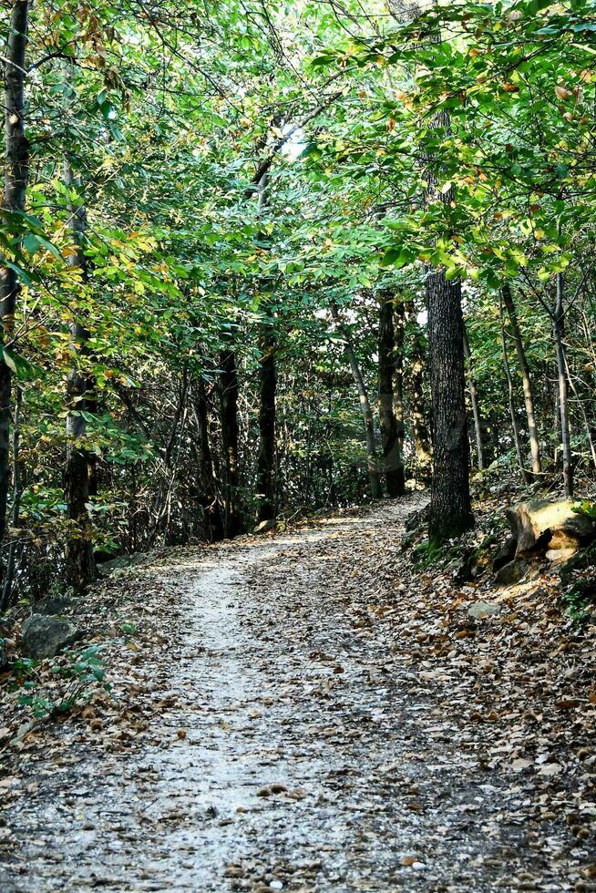 Background with trees photo