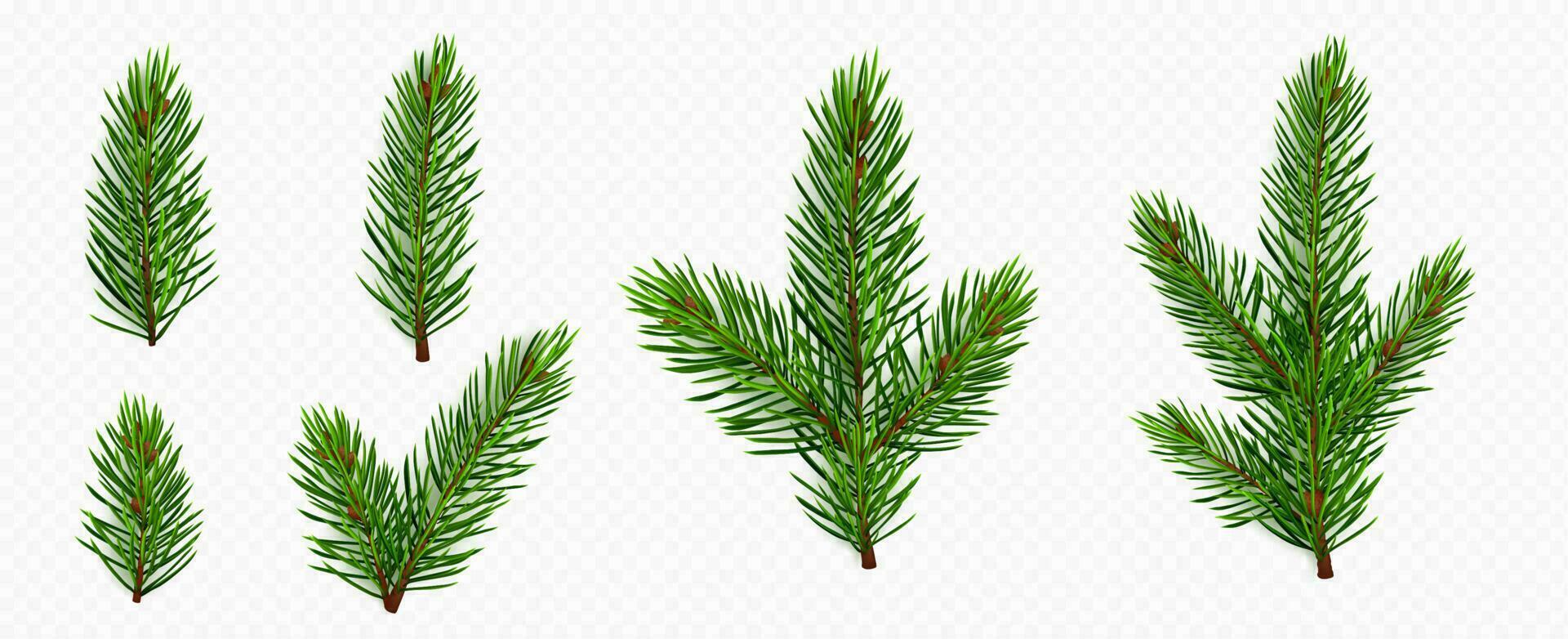 Pine tree branch. Fir twigs with green needles vector