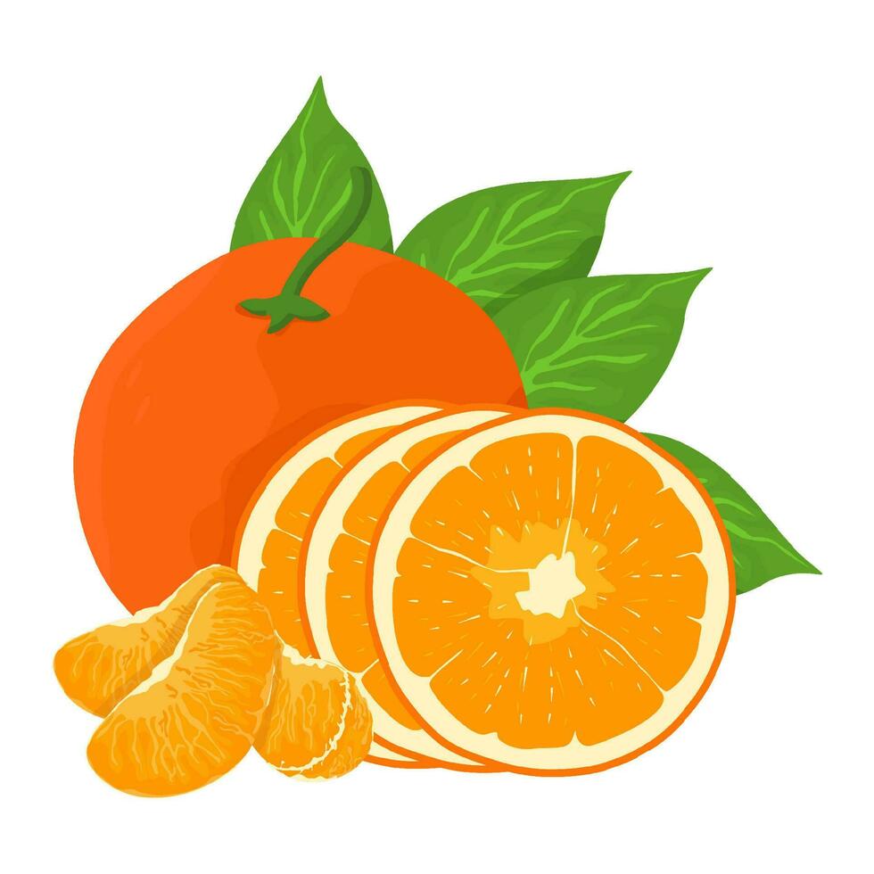 Mandarin fresh Orange fruits, leaves vector element. Set of whole, cut in half, sliced on pieces Orange Juice