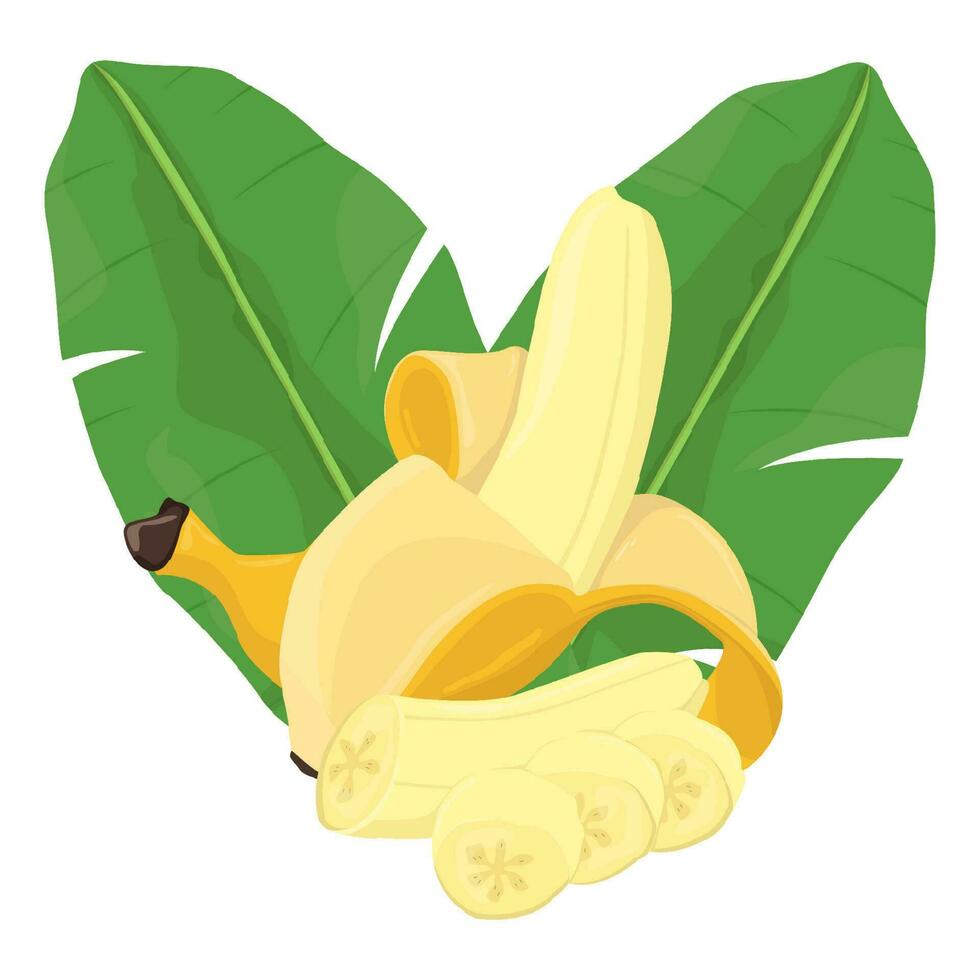 Set of banana isolated on white background leaves vector element. Set of whole, cut in half, sliced on pieces