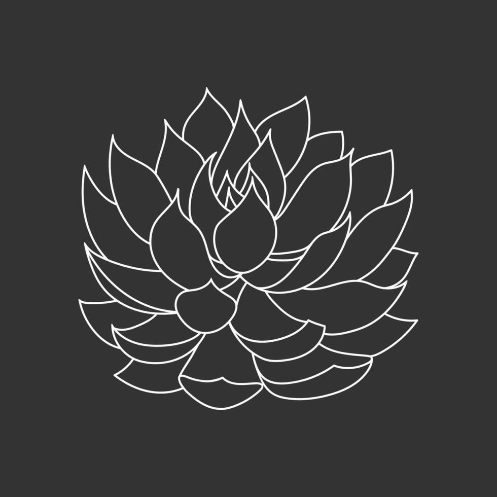 Succulent echeveria in doodle style, vector illustration. Desert flower hand drawn for print and design. Isolated white element on chalk board background. Home plant outline, side view