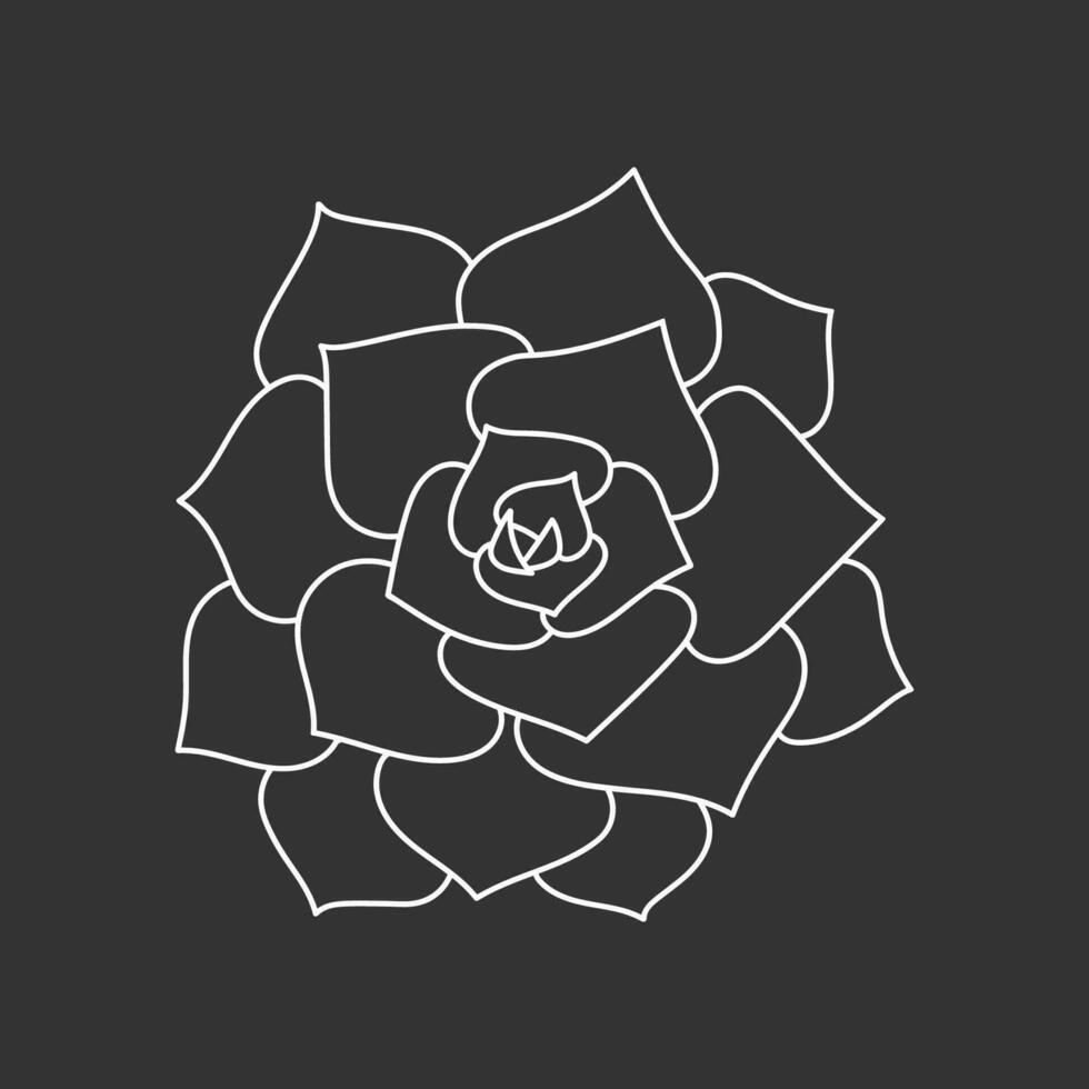 Succulent echeveria in doodle style, vector illustration. Desert flower for print and design. Outline mexican plant, graphic isolated element on chalk board background. Housplant for decor interior