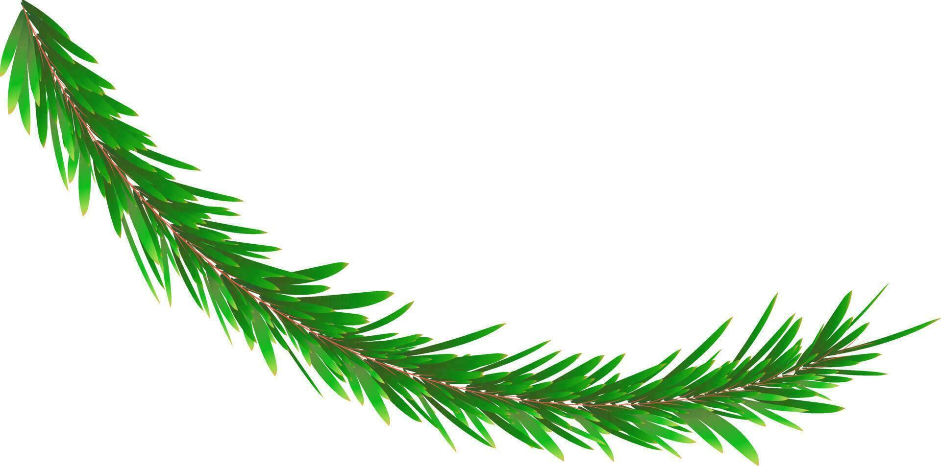 Realistic pine leaves on white background. vector