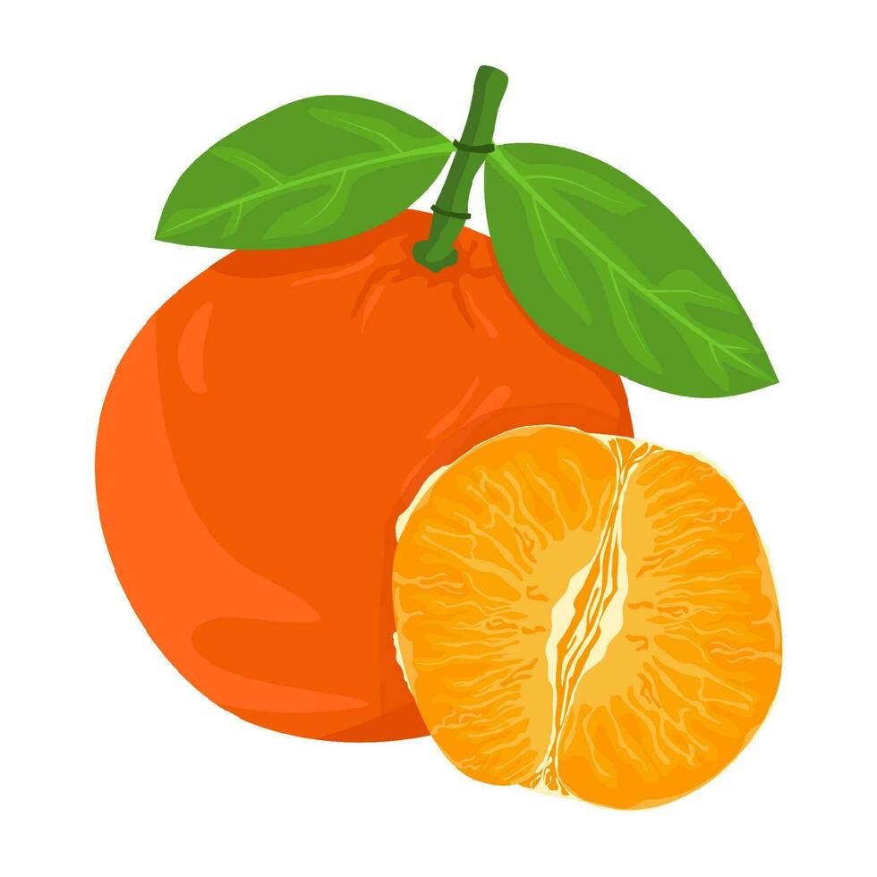 Mandarin fresh Orange fruits, leaves vector element. Set of whole, cut in half, sliced on pieces Orange Juice