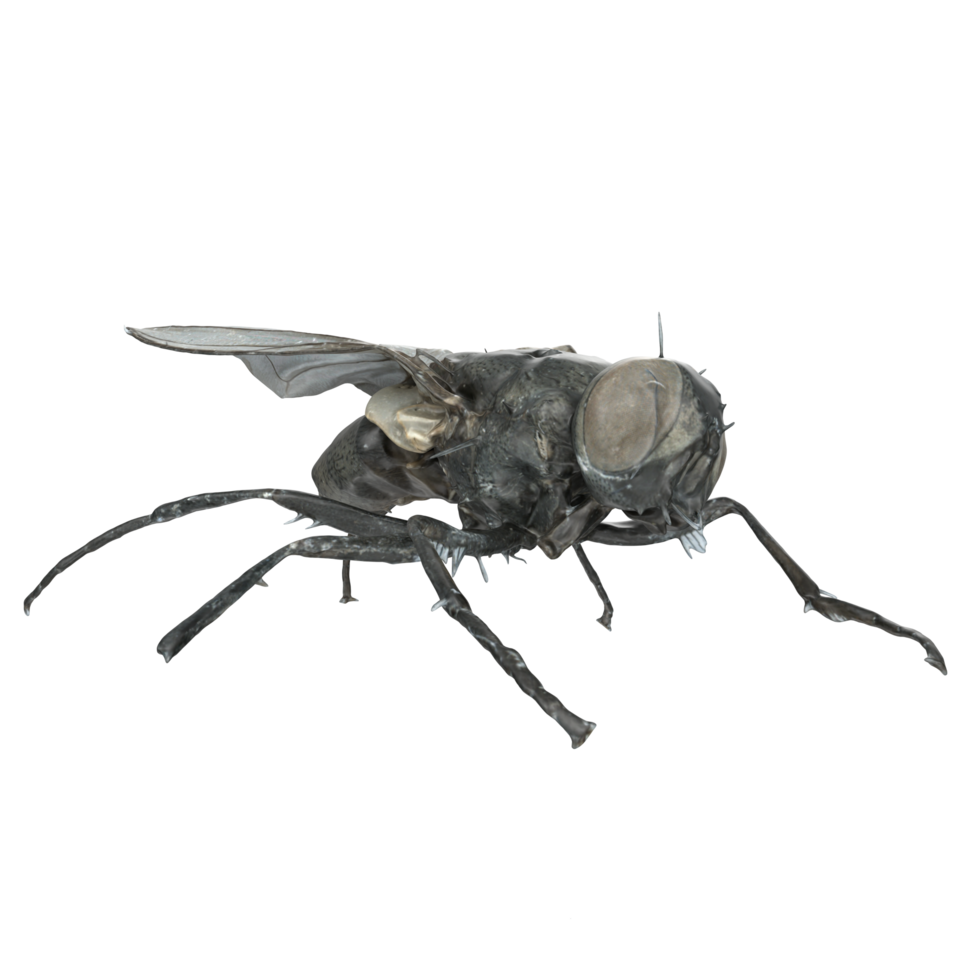 fly isolated on transparent background png