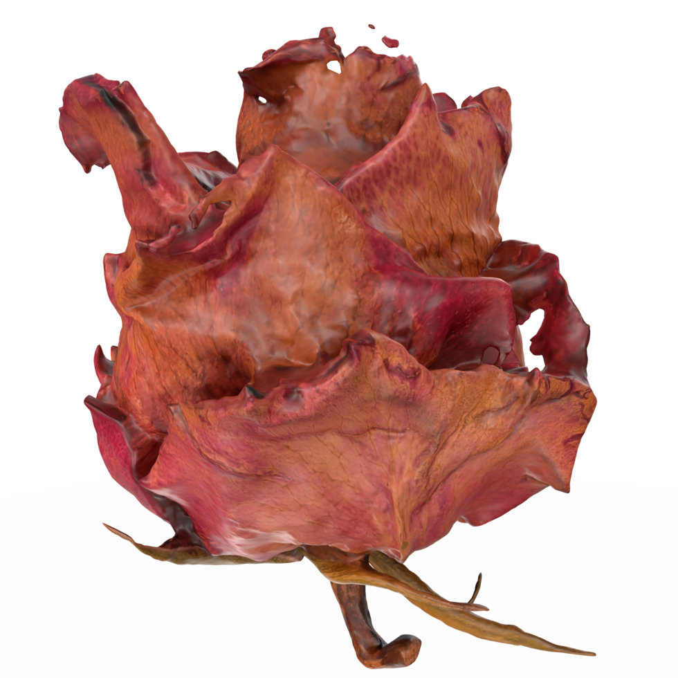 dried red rose isolated on transparent png