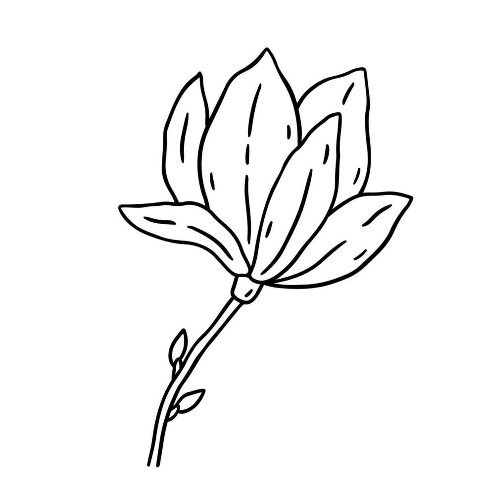 Magnolia flower isolated on white background. Vector hand-drawn illustration in outline style. Perfect for cards, decorations, logo,  various designs. Botanical clipart.