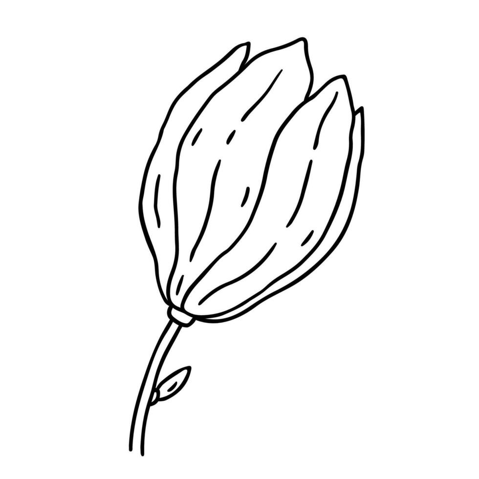 Magnolia flower isolated on white background. Vector hand-drawn illustration in outline style. Perfect for cards, decorations, logo,  various designs. Botanical clipart.