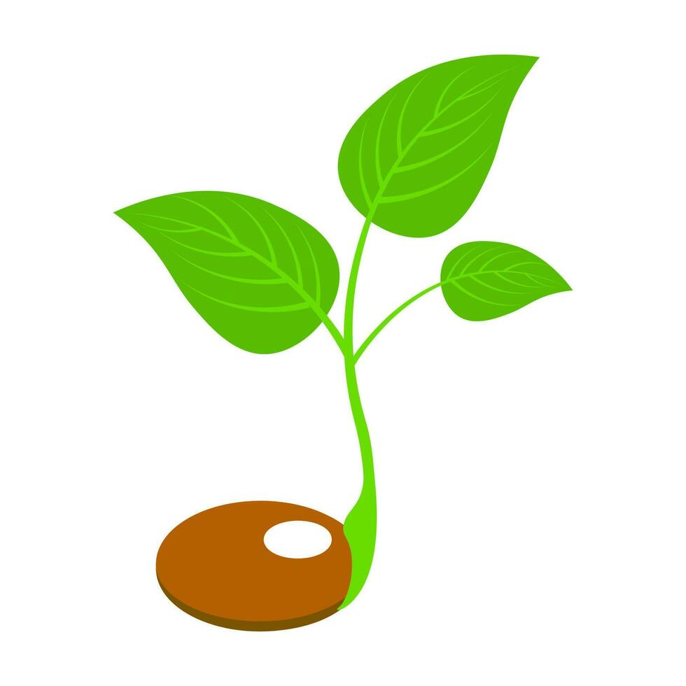 isométrica ilustración de germinación planta icono. vector