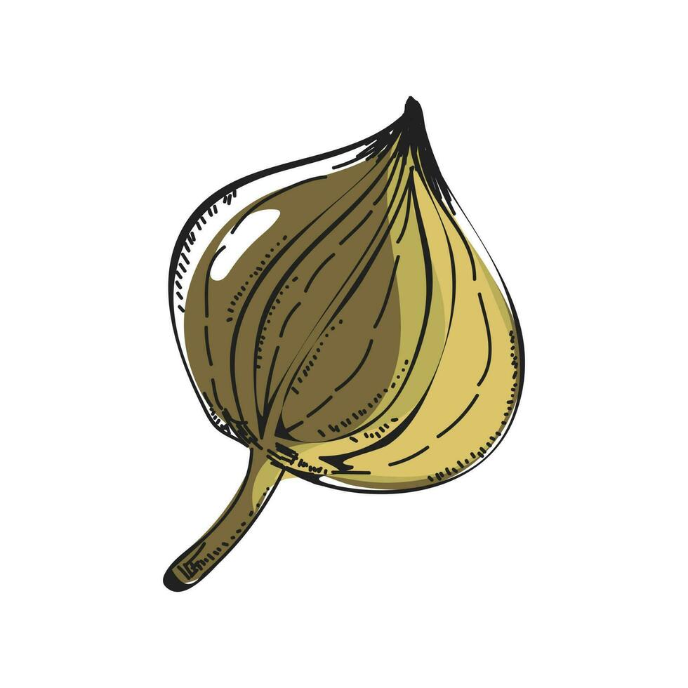 Hand drawn hazelnut fruit doodle. vector