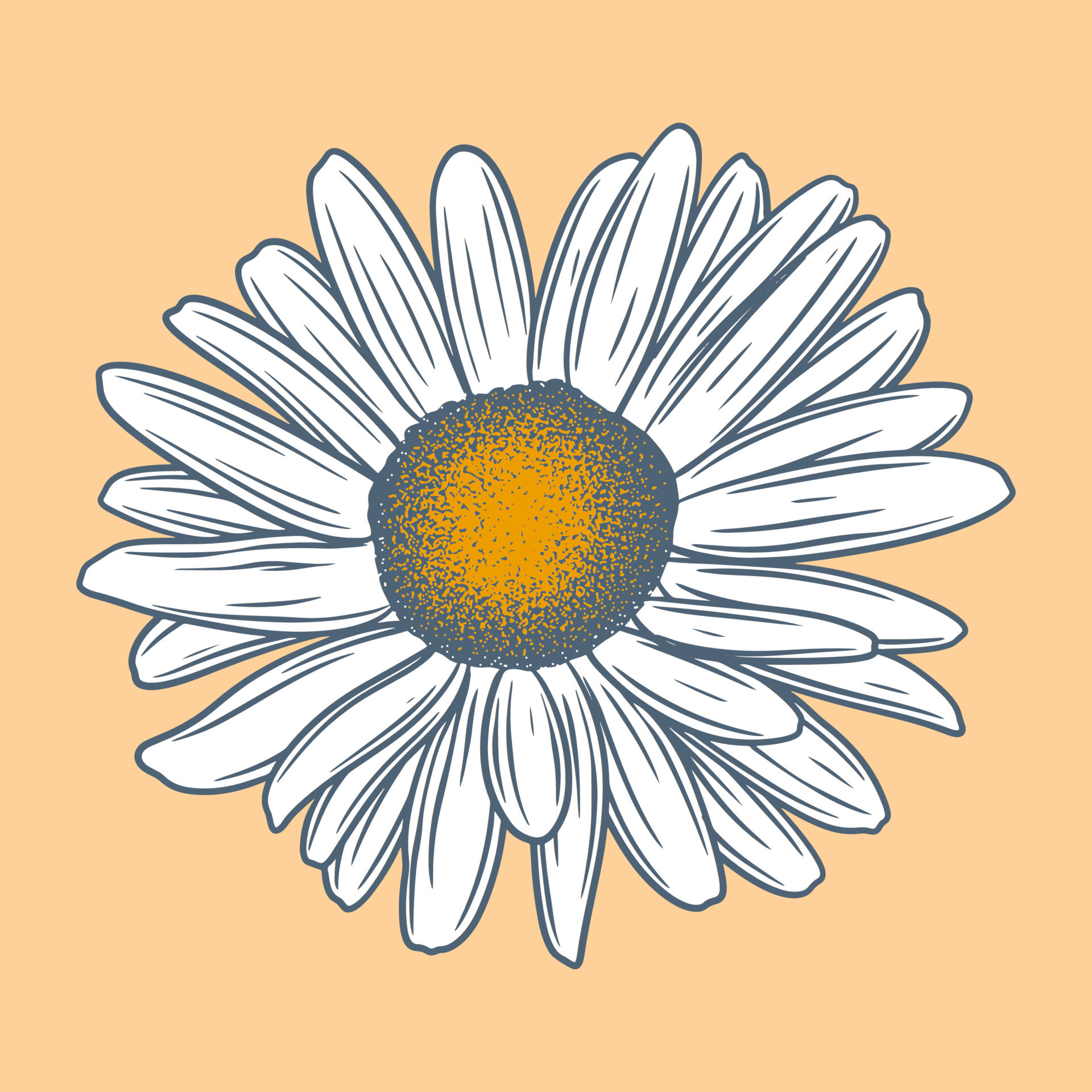 Hand drawn flower botanical drawing of daisy on bright background