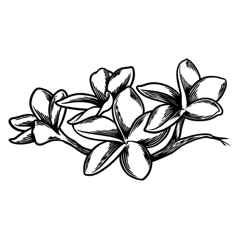 Hand drawn flower botanical drawing of frangipani on white background. vector