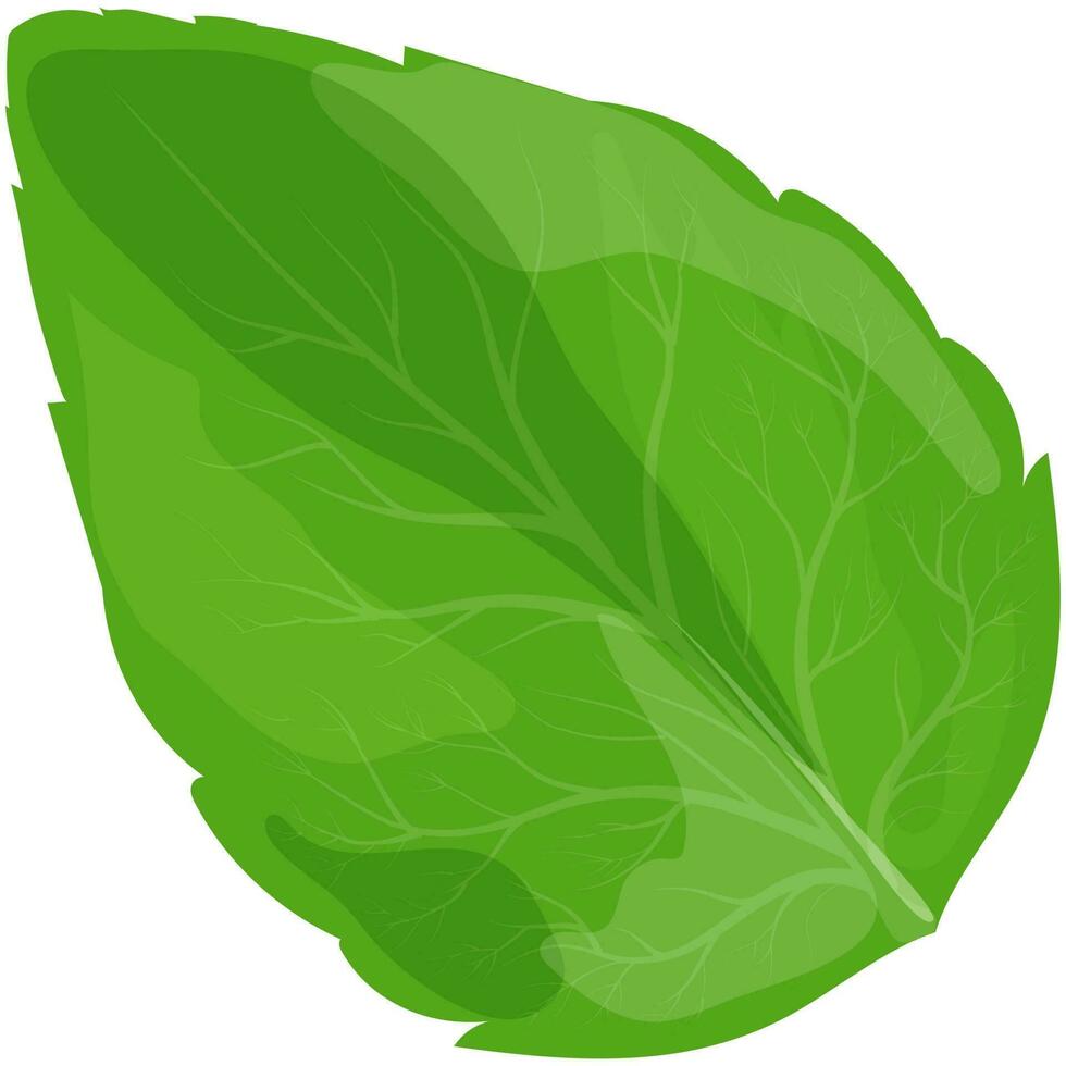 Green leaf on white background. vector