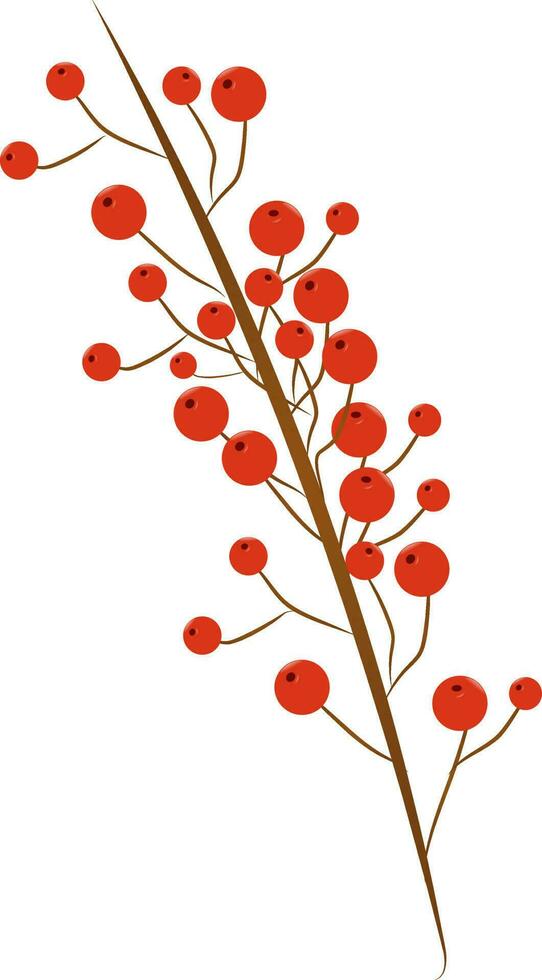 Illustration of holly berries in brown and red color. vector