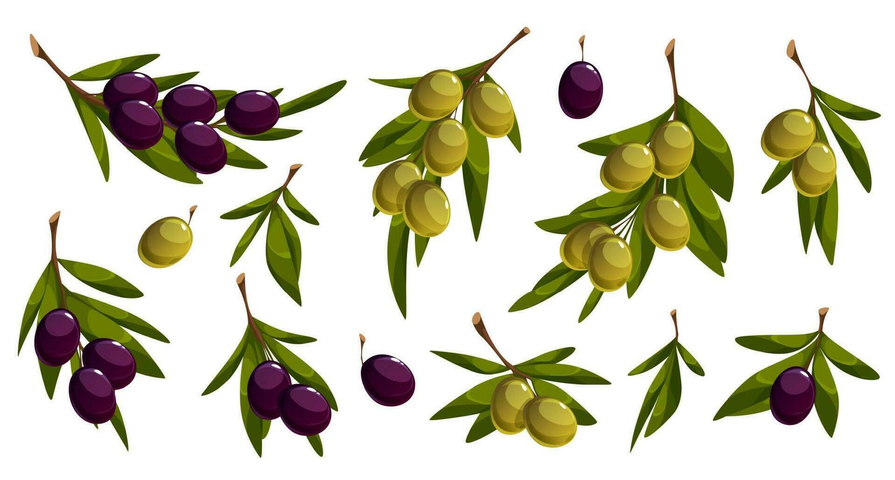 Cartoon set of olive tree branches on white vector