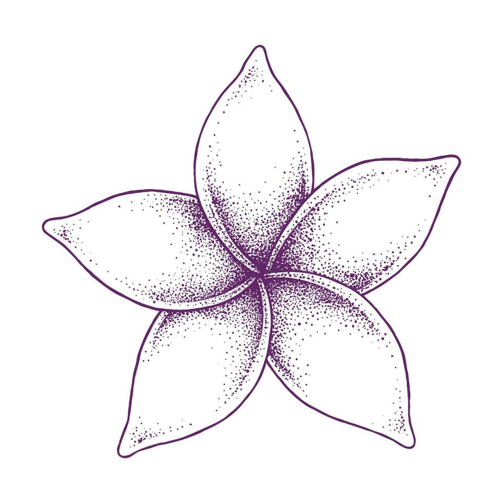 Frangipani Flower Hand Drawn 24244039 Vector Art at Vecteezy