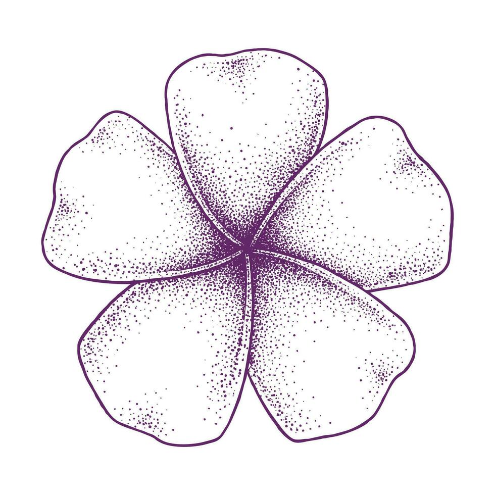 Frangipani Flower Hand Drawn Vector