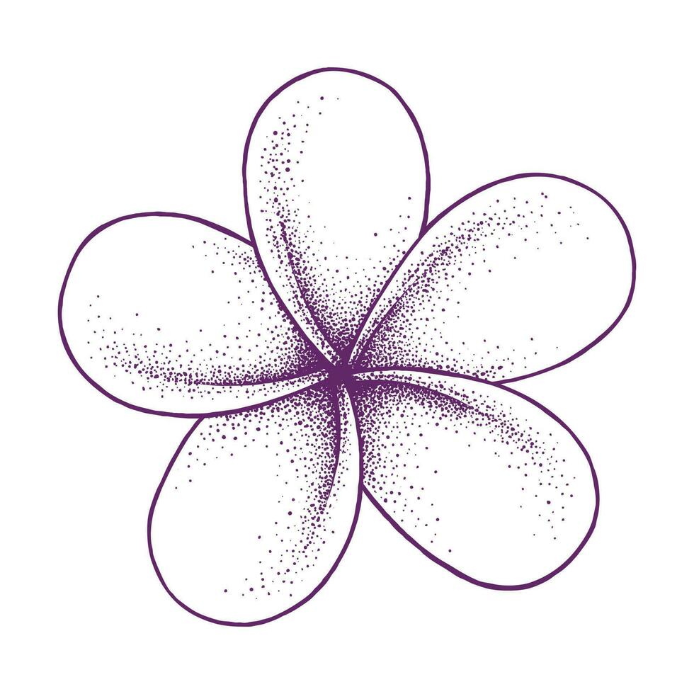 Frangipani Flower Vector