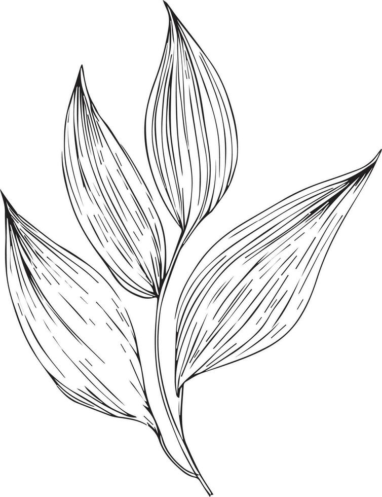 Hand drawn botanical spring elements leaf line art coloring page leaafs vector art