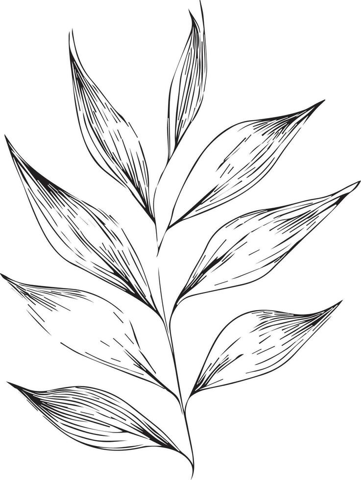 leaf coloring page and books, monochrome vector sketch, botanical leaf sketch, botanical vector, botanical background with natural leaf collection, illustration pencil art botanical, botanical leaf.