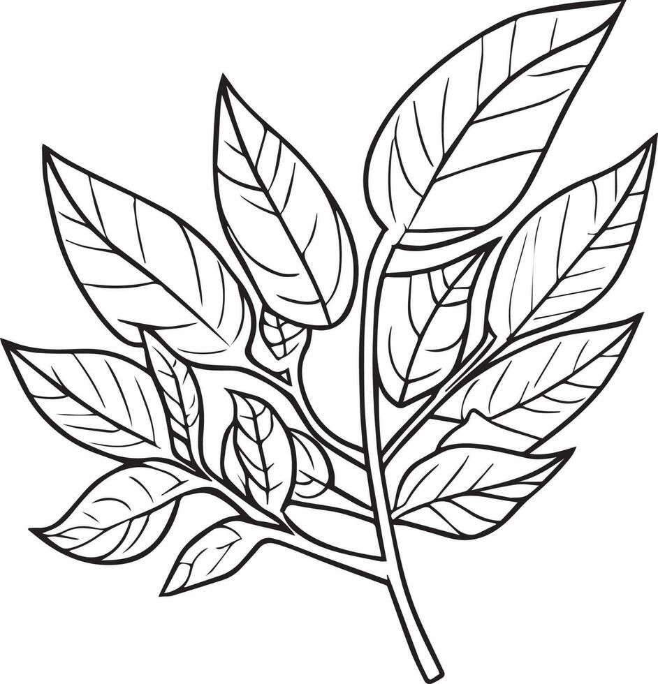 leaves vector drawing a branch of botanical collection sketch art, vector, illustration coloring book.
