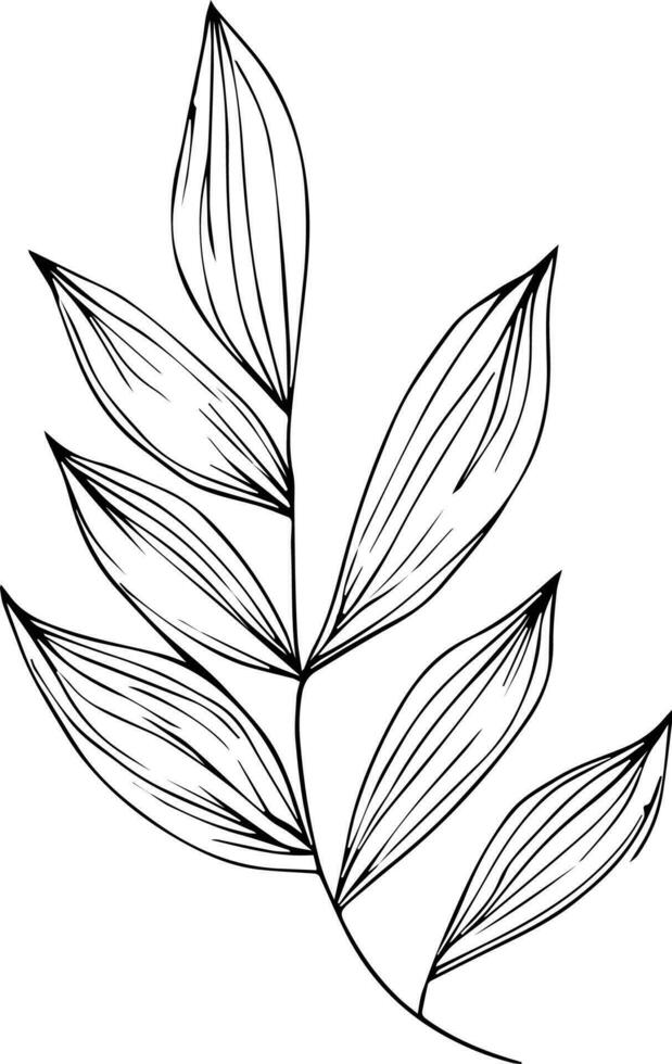 leaf coloring page and books, monochrome vector sketch, botanical leaf sketch, botanical vector, botanical background with natural leaf collection, illustration pencil art botanical, botanical leaf.