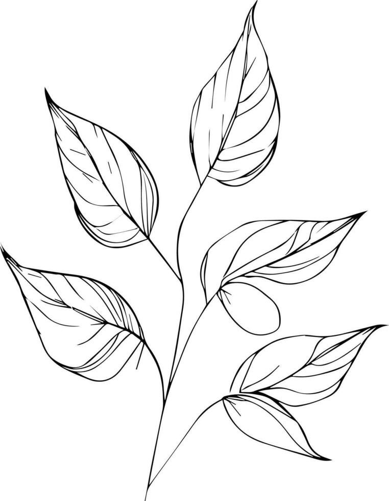 leaf coloring page and books, monochrome vector sketch, botanical leaf sketch, botanical vector, botanical background with natural leaf collection, illustration pencil art botanical, botanical leaf.