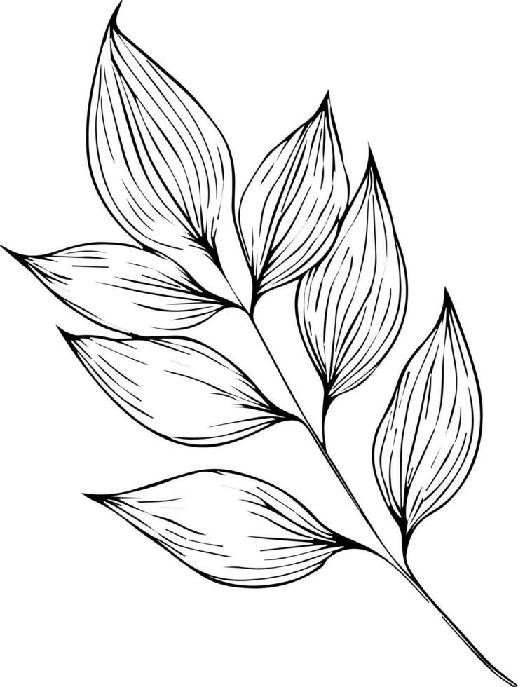 botanical line drawing leaves, botanical line art. wildflower botanical line art, vintage botanical line drawing, botanical illustration botanical line drawing. vector